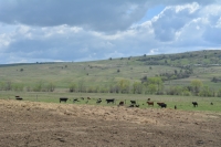 Flexibilitate și sprijin financiar pentru întreaga industrie agroalimentară