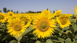 Hibrizi de floarea-soarelui High Oleic la potențial de linoleic, propunerea Syngenta