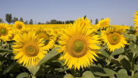 Hibrizi de floarea-soarelui High Oleic la potențial de linoleic, propunerea Syngenta