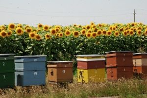 Buburuza mică răstoarnă recolta mare