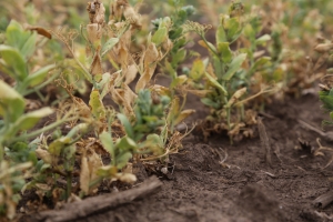 Asigurările agricole, o afacere doar pentru societățile de asigurare-reasigurare, nu și pentru fermieri