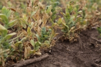 Asigurările agricole, o afacere doar pentru societățile de asigurare-reasigurare, nu și pentru fermieri