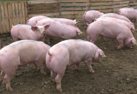 Sprijin financiar pentru crescătorii de porci