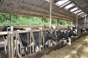 Crescătorii de bovine, între prețuri și subvenții