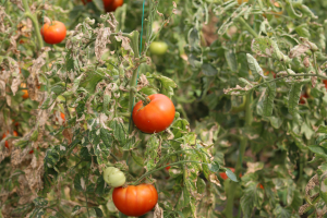 Producătorii de legume în spații protejate trebuie să depună documentația pentru ajutorul de minimis în perioada 2 noiembrie – 2 decembrie 2021