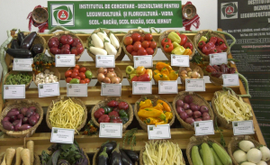 Ziua Recoltei aduce la ASAS rezultatele cercetării agricole românești