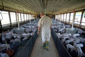 Cât a pierdut industria tulceană a porcului din cauza efectelor pestei porcine africane (PPA)