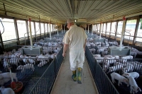 Cât a pierdut industria tulceană a porcului din cauza efectelor pestei porcine africane (PPA)