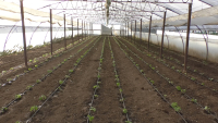 Cultivatorii de legume în spații protejate solicită majorarea subvenției cu 1 euro/mp