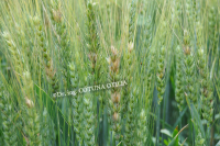 Cum vă puteți proteja culturile de Fusarium graminearum