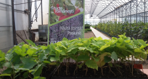 O soluție pentru terenurile sărace, măceșul