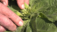 Cum se adaptează agricultura la provocările climatice în Dobrogea