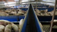 Crescătorii de animale au pierderile „garantate”