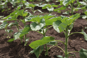 Interes pentru agricultura durabilă