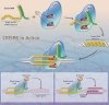 Noul site al DuPont Pioneer dedicat CRISPR-Cas demonstrează potenţialul imens al tehnologiei. „Prima resursă disponibilă publicului pentru tehnologii avansate în ameliorarea plantelor”