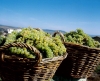 Vin de casă din must de la Jidvei. Până la 1 septembrie se pot plasa comenzile pentru must
