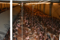 Ajutoare excepționale pentru crescătorii de păsări și porci