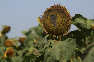 Parteneriat Next Gen Farming și Nuseed, pentru floarea-soarelui și sorg
