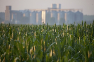 Sprijinul european nu e suficient. Agricultura românească are nevoie de măsuri adaptate la propria realitate