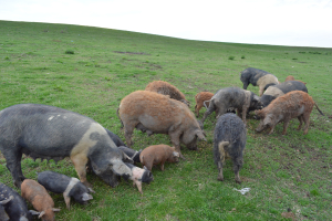 2.000 lei/scroafă în 2024, ajutorul de minimis pentru crescătorii de porci din rasele Bazna și Mangalița