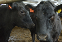Asociația Aberdeen Angus România a aderat la PRO AGRO