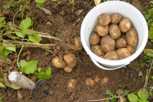 Seceta „mătură” producția de cartofi