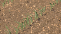PNS Eco-Scheme: 30 euro/ha pentru agricultorii din zonele afectate de secetă și arșiță, propunerea Clubului Fermierilor Români