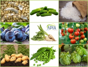 Aproape 55 de milioane de euro și peste 30.000 de fermieri autorizați la plata sprijinului cuplat în sectorul vegetal, Campania 2019