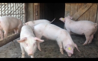 APIA: 8 aprilie 2016, termenul limită de depunere a cererilor pentru ajutorul excepțional destinat crescătorilor de porcine