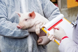 Județul aflat pe locul I la focare de pestă porcină africană înregistrate
