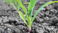 Asigurarea culturilor agricole, sub semnul întrebării. Fermierii solicită lansarea de urgență a intervenției DR-31