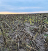 Putrezirea cărbunoasă a rădăcinilor și tulpinilor de floarea-soarelui
