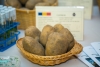 Cultivatorii și cultura cartofului, în derivă