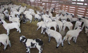Oierii bistrițeni au vândut italienilor peste 8.400 de miei