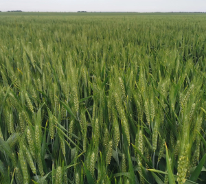 Un factor important pentru producțiile agricole, captarea azotului atmosferic de către plantele de cultură