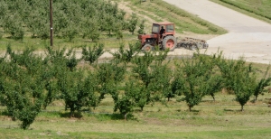Pomicultura are nevoie de susținere
