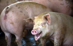 Comisia Europeană nu va relaxa restricţiile privind comerţul cu carne de porc în ţara noastră