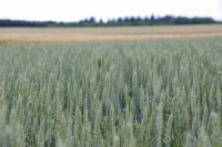 Combaterea bolilor la cerealele păioase, cu produse Summit Agro