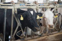 Din 2024, ANT pentru crescătorii de bovine nu se mai dă pe cap de animal