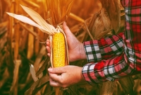Care este cultura agricolă la care fermierii cărășeni vor deveni performeri