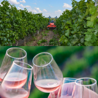 Sectorul vitivinicol, undă verde la ajutoarele de stat