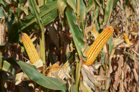 Sprijinul de urgență pentru cereale și semințe oleaginoase poate fi solicitat până la 26 octombrie 2023