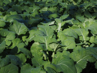 Nutriție completă pentru plante sănătoase, cu Sulfomax Fluid