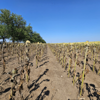 Agricultura României, viitor incert?