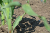 Soluții inovatoare pentru recolte durabile. Corteva Agriscience cultivă viitorul