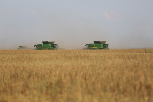 Cereale: producție, consum și stocuri la nivel mondial