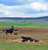 Premieră istorică pentru sectorul zootehnic: European Angus Forum 2026 are loc în România