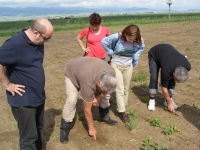 Harghita: Culturile agricole ies cu bine din iarnă. „Este ciupită doar partea aeriană a plantelor”. 2015 a fost însă unul greu pentru fermieri; calamitarea și-a spus cuvântul în județ