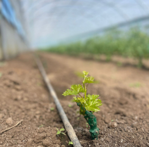 „Serele Dulci” păstrează moștenirea pământului