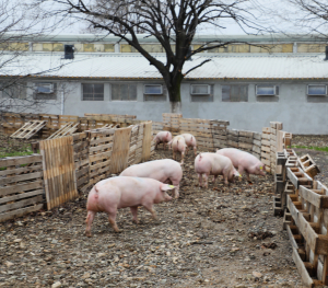 12 luni în plus la investițiile în fermele de porci și păsări, pentru finalizarea proiectelor